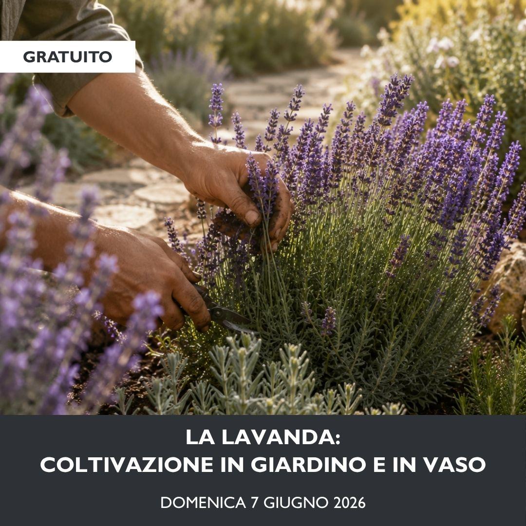 LIVE_La lavanda in giardino e in vaso