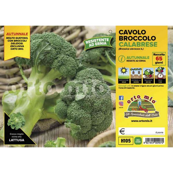 cavolo-broccolo-centauro-8021849009070