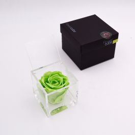 Flowercube  Rosa stabilizzata colore verde (8x8 cm)