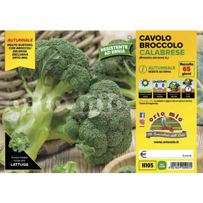 Cavolo Broccolo Centauro H105