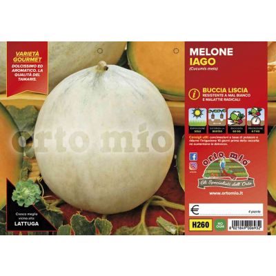 Melone Liscio H260