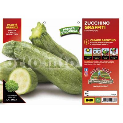 Zucchino Chiaro Faentino H410