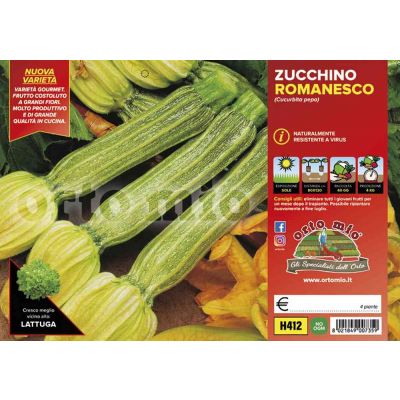 Zucchino Romanesco Floridus H412
