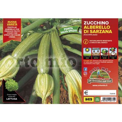Zucchino Alberello Di Sarzana H419