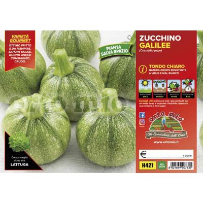 Zucchino Tondo Chiaro Galilée H421