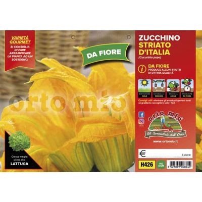 Zucchino Da Fiore Striato D'Italia H426